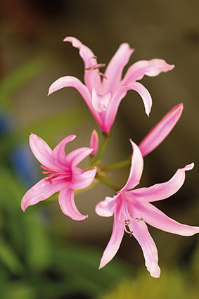 Print by Oliver, Pink Star