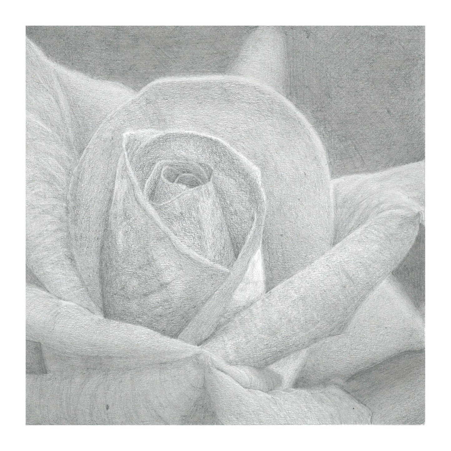 Rose Drawing Hand-made Card