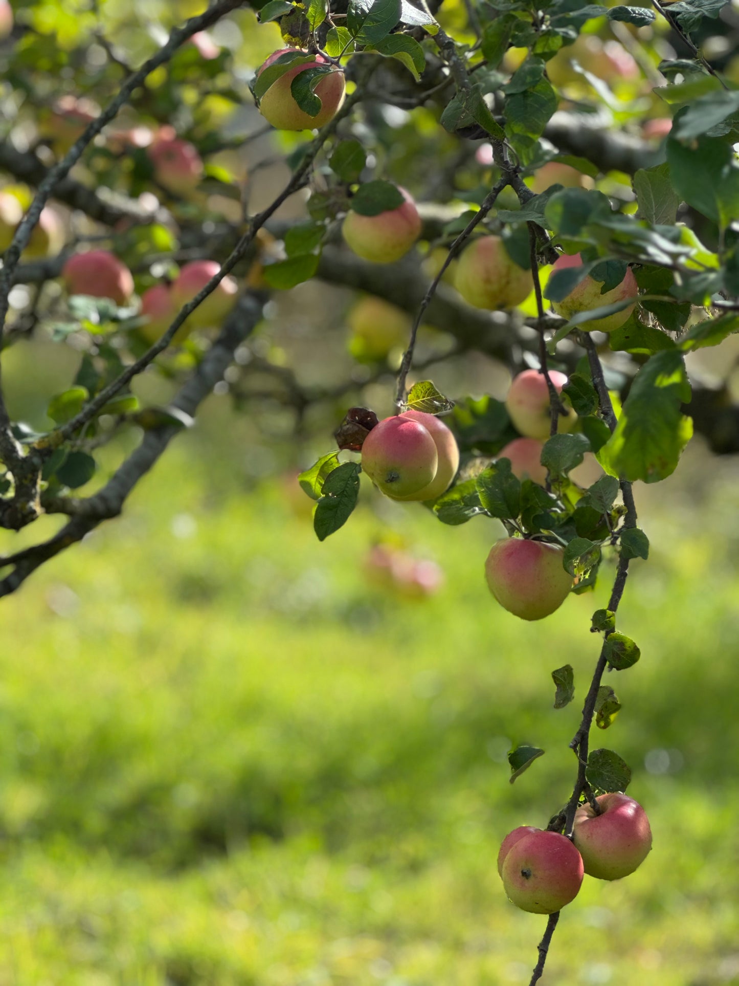 Botton Apple Juice Made From Organic Apples