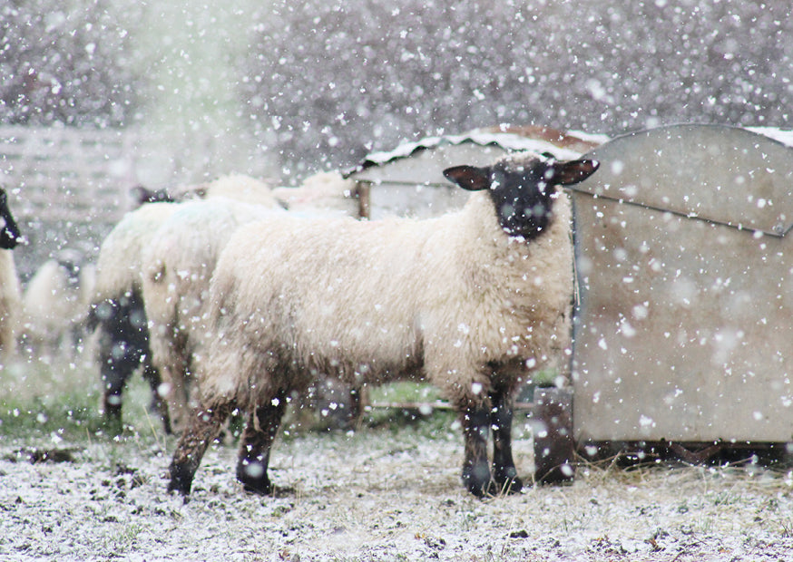 Snowy Sheep