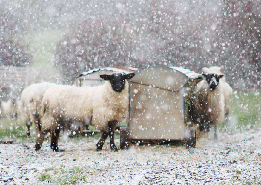 Snowy Sheep