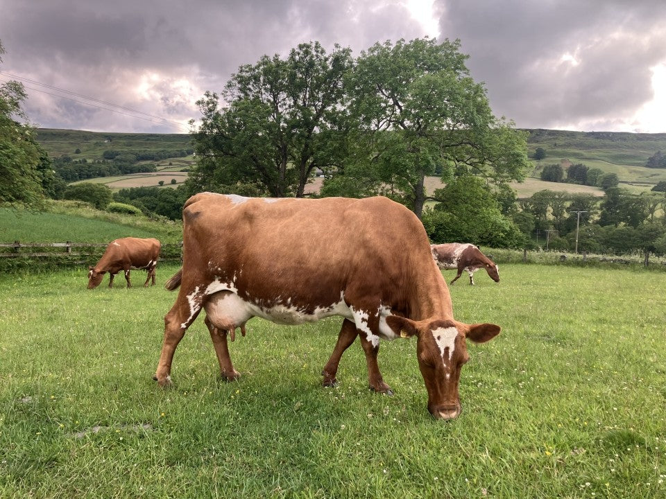 Botton Village Cheese Club - 12 month subscription