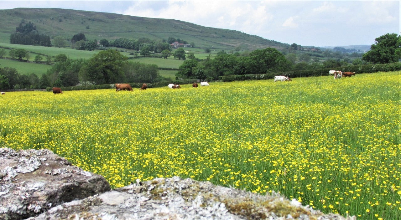 Organic Mature Botton Gouda 250g