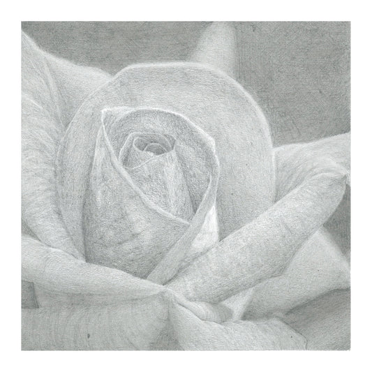 Card, Rose Drawing