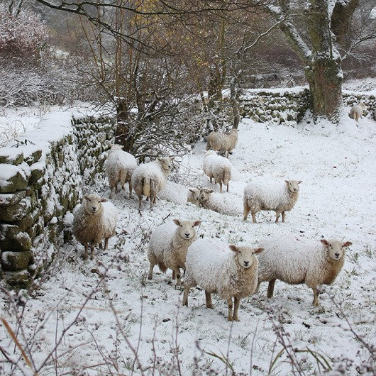 (P) "Snowy Sheep"